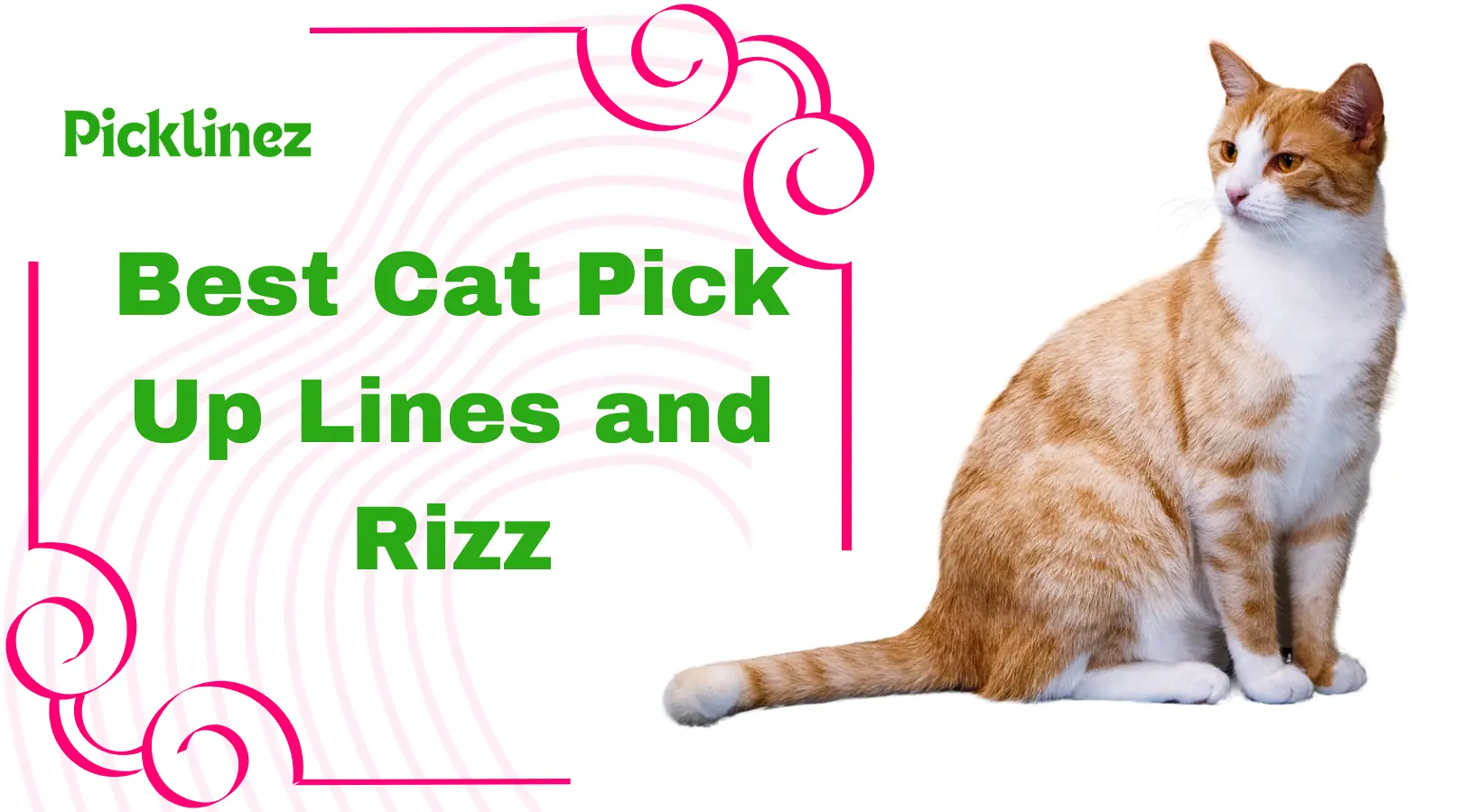 Best Cat Pick Up Lines and Rizz