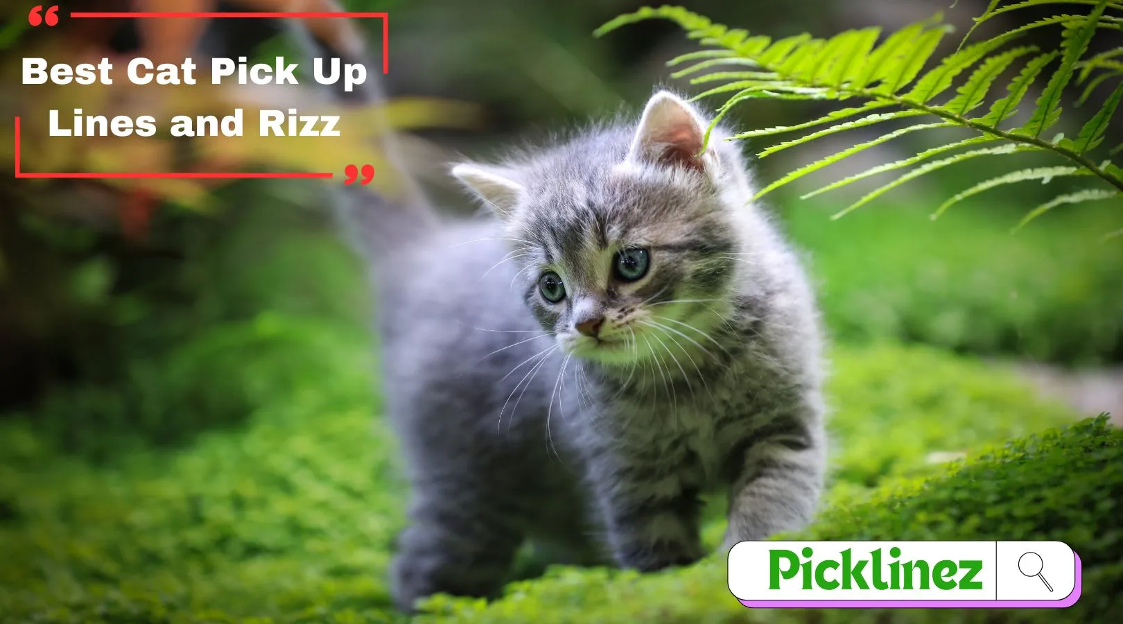 Best Cat Pick Up Lines and Rizz