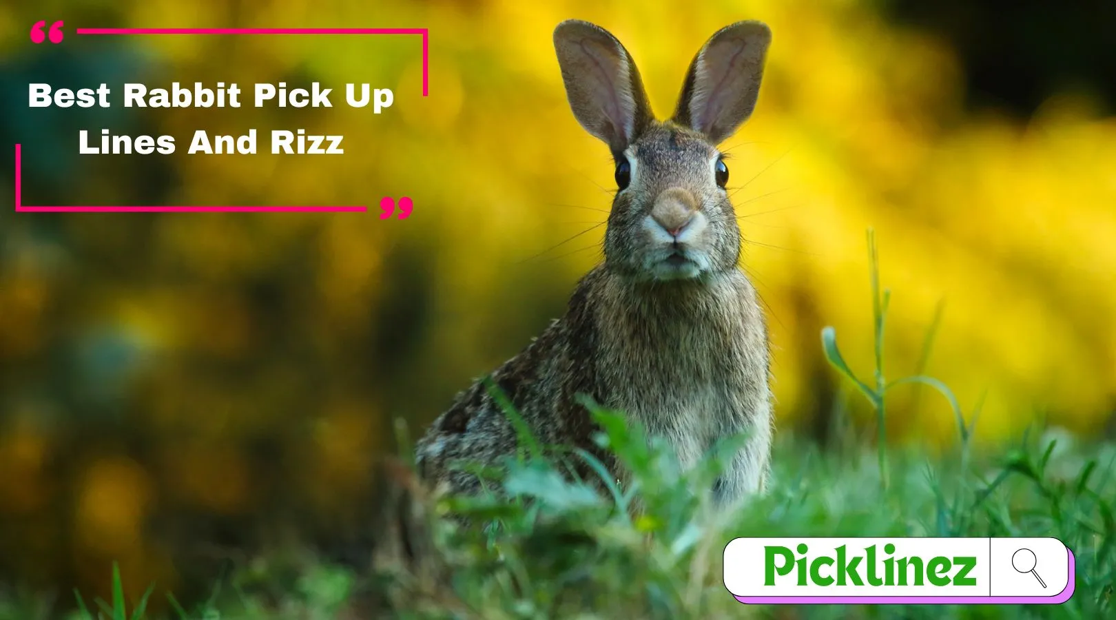 Best Rabbit Pick Up Lines And Rizz